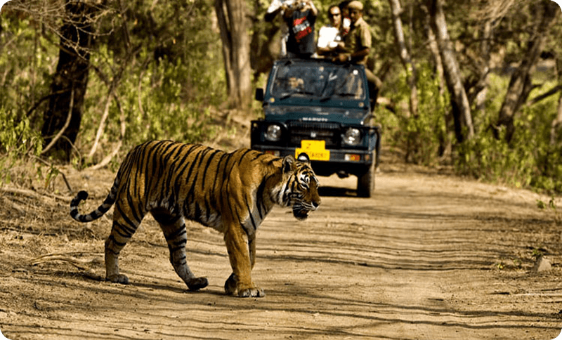Jungle Safari